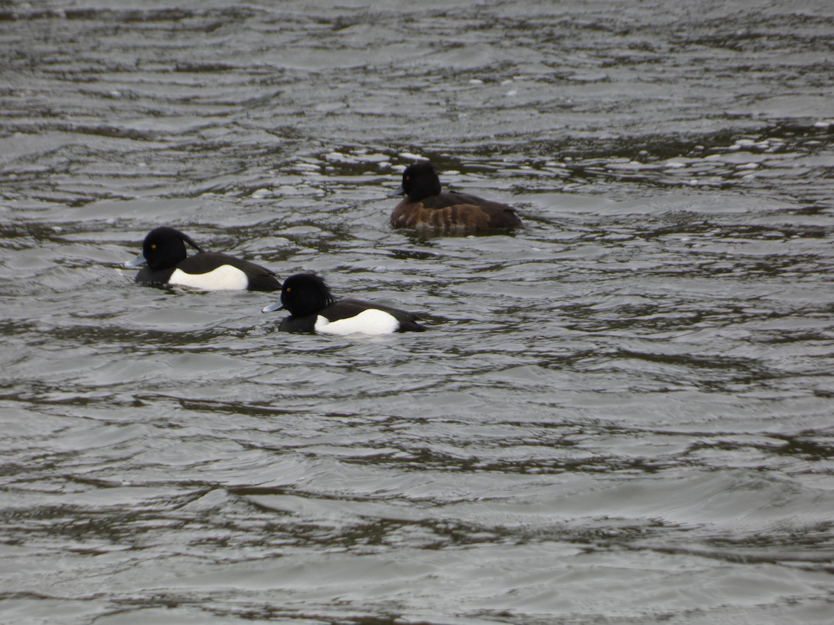 Tufted Duck - ML615431332