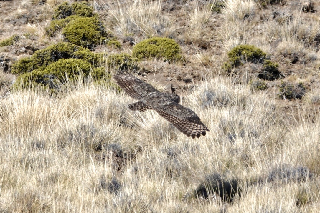 Lesser Horned Owl - ML615431354