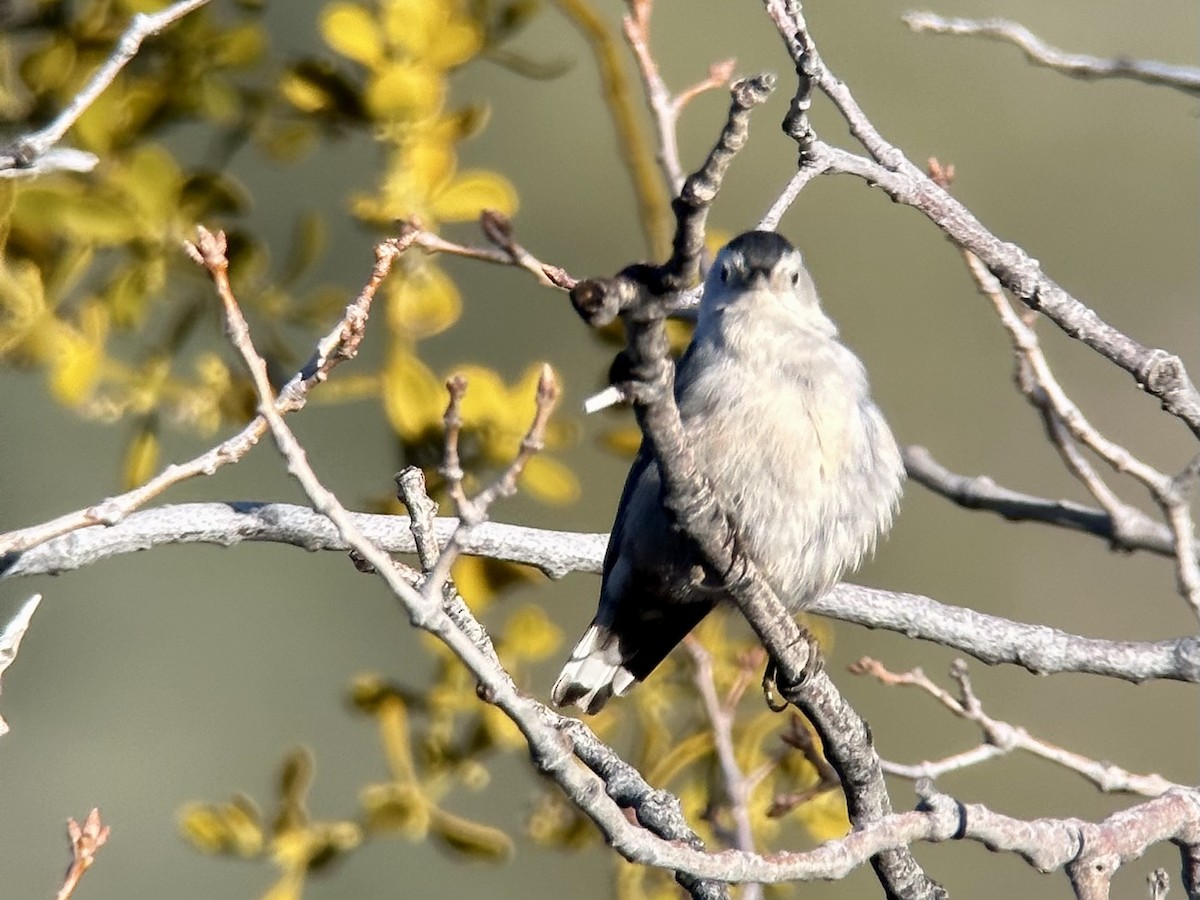 White-breasted Nuthatch (Pacific) - ML615431374