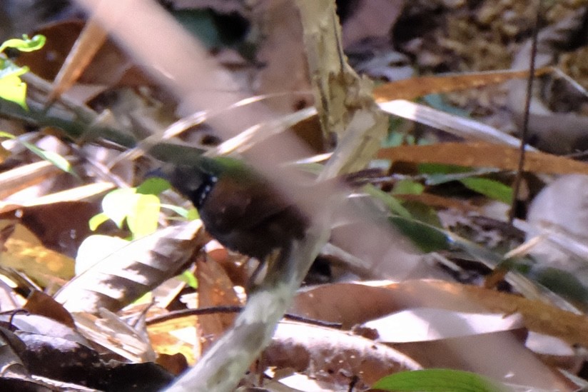White-necked Babbler - ML615431392