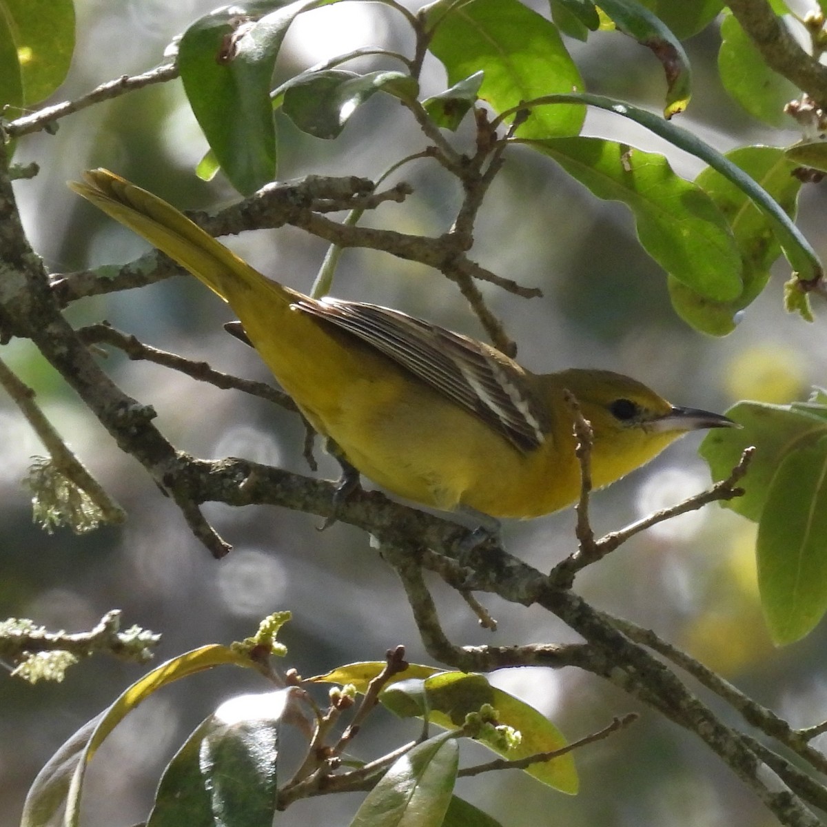 Hooded Oriole - ML615431512