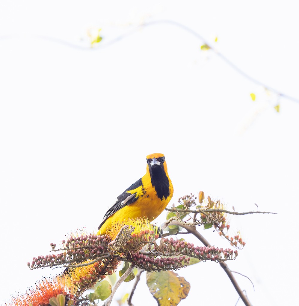 Spot-breasted Oriole - ML615431598