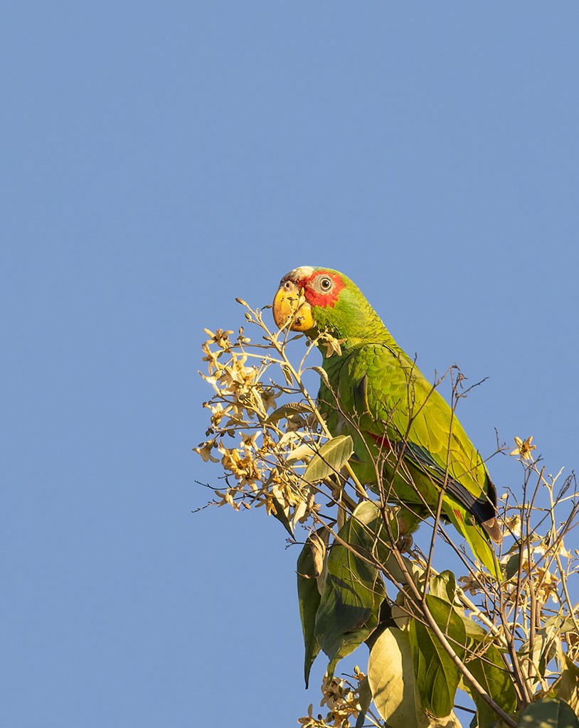 White-fronted Parrot - ML615431603