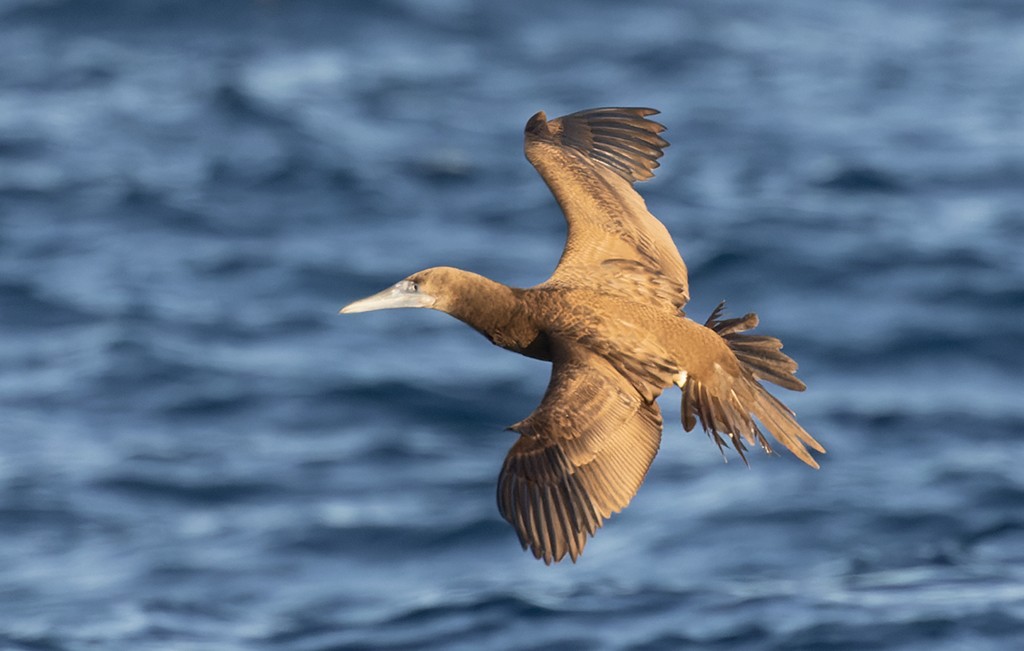 Brown Booby (Brewster's) - ML615431669