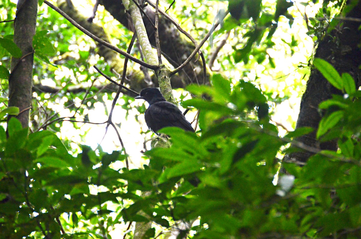 Bare-necked Umbrellabird - ML615431708