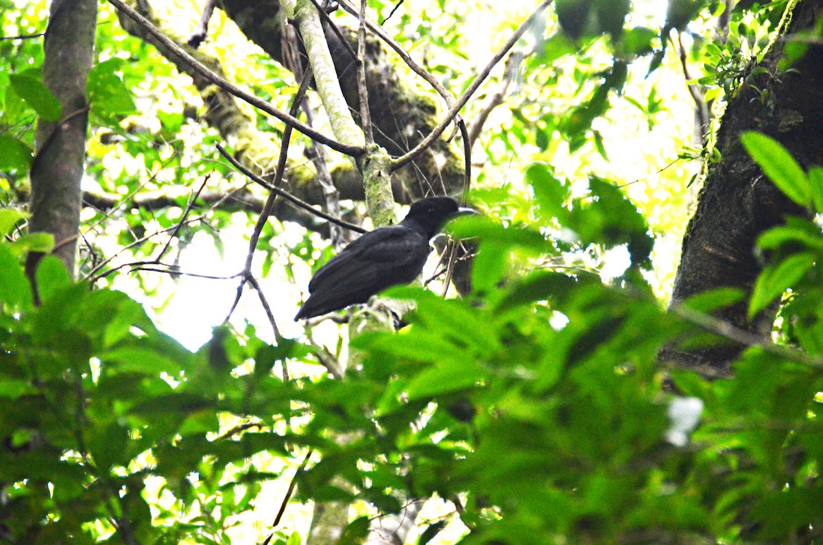 Bare-necked Umbrellabird - ML615431715