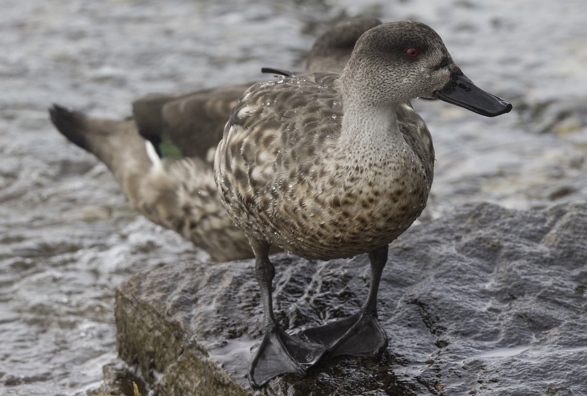Crested Duck - ML615431719