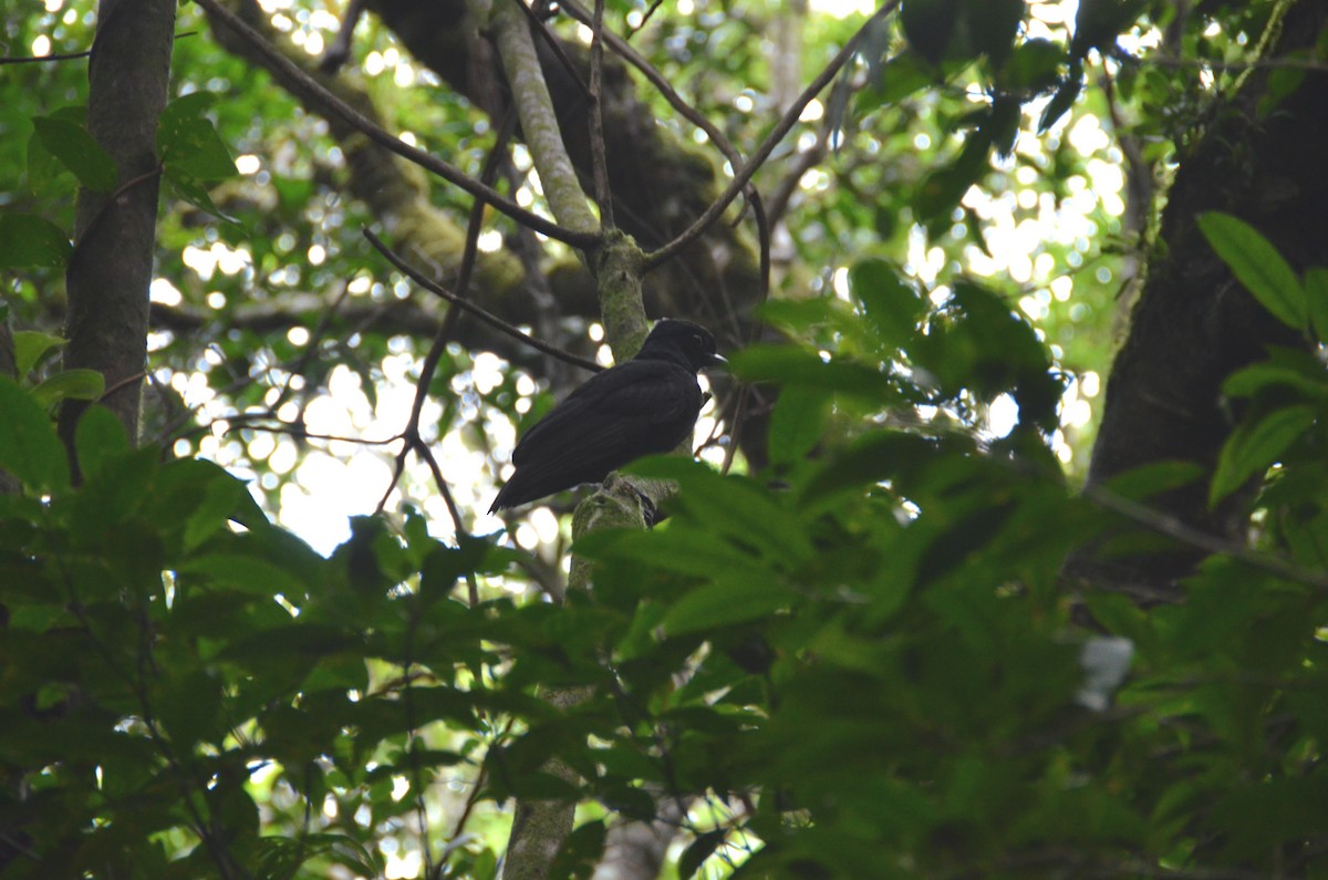 Bare-necked Umbrellabird - ML615431722