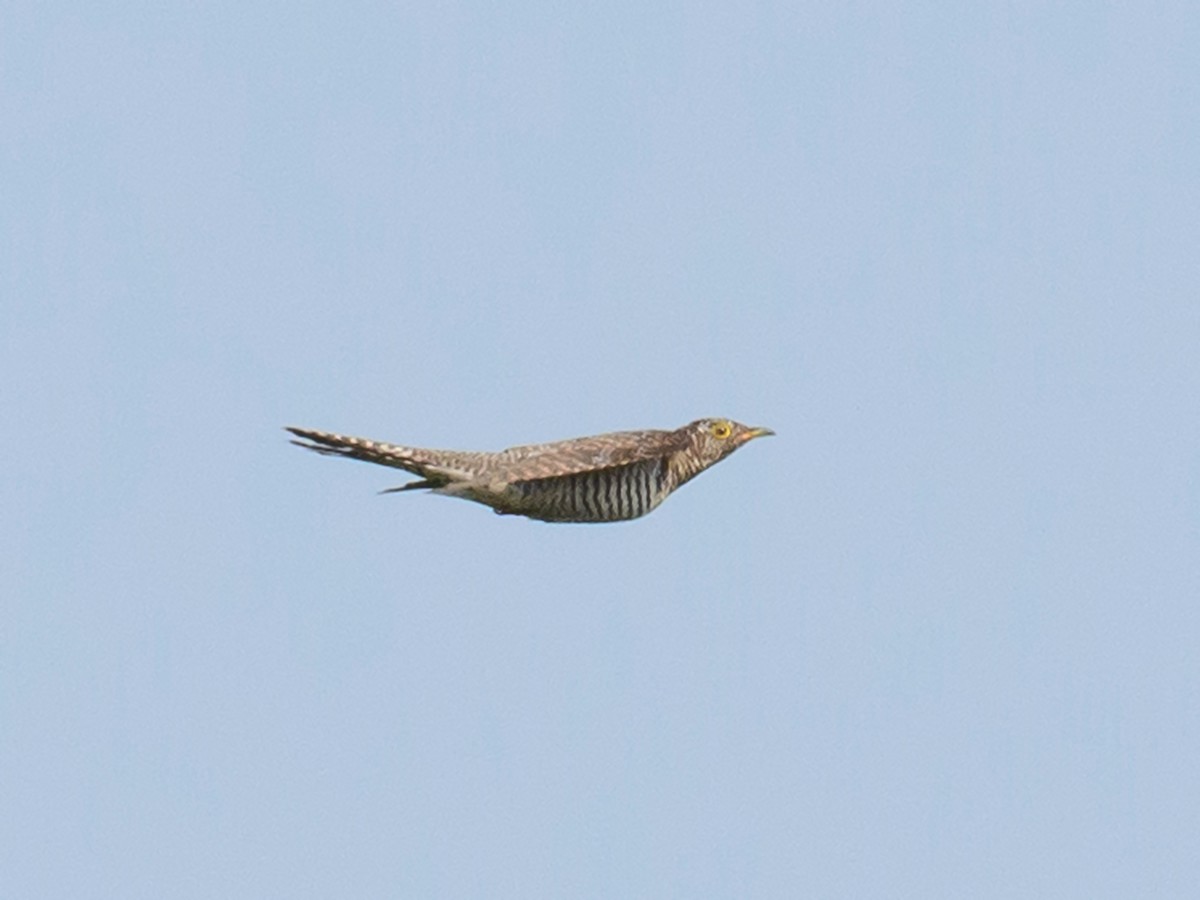 Common Cuckoo - ML615431805