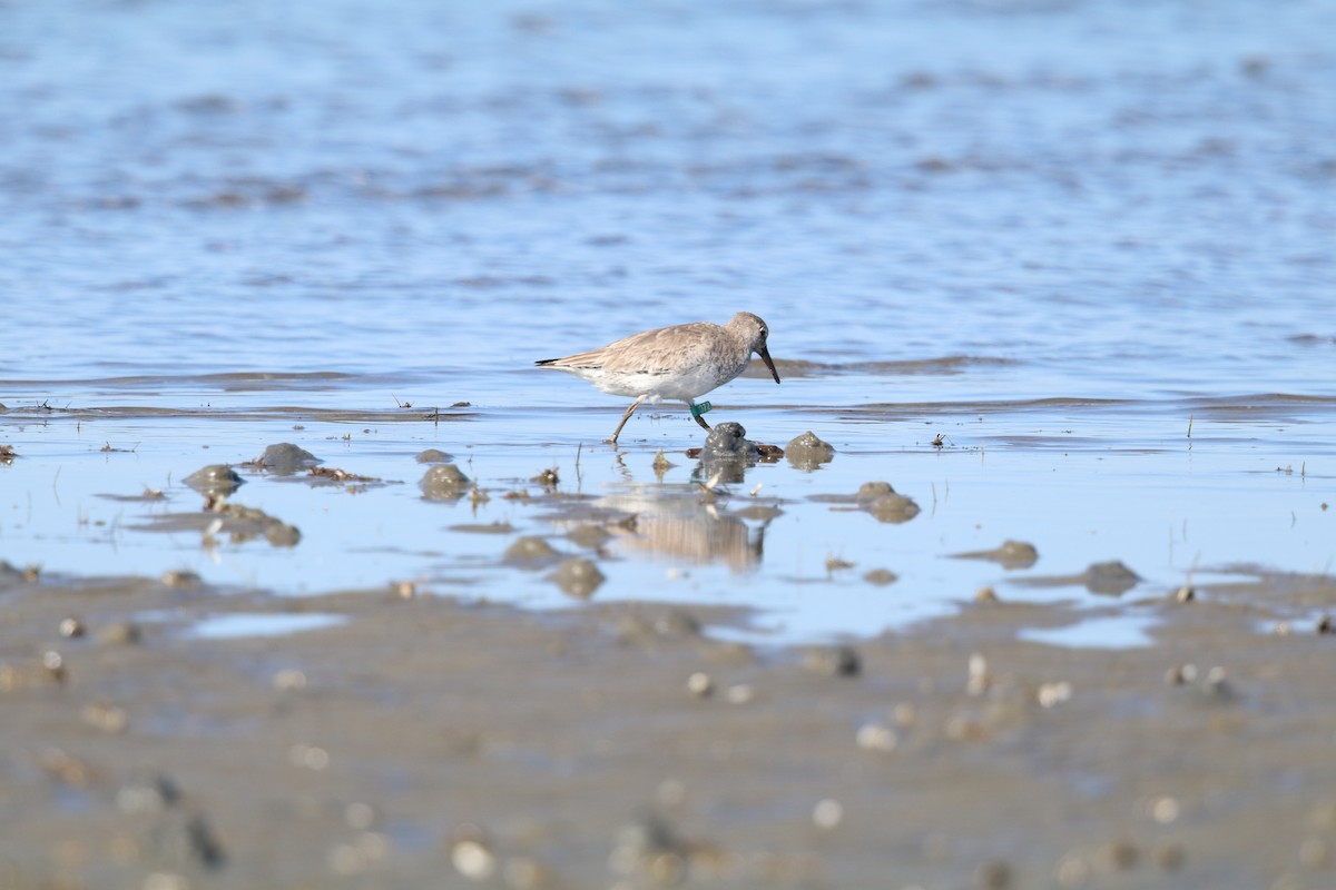 Red Knot - ML615431827