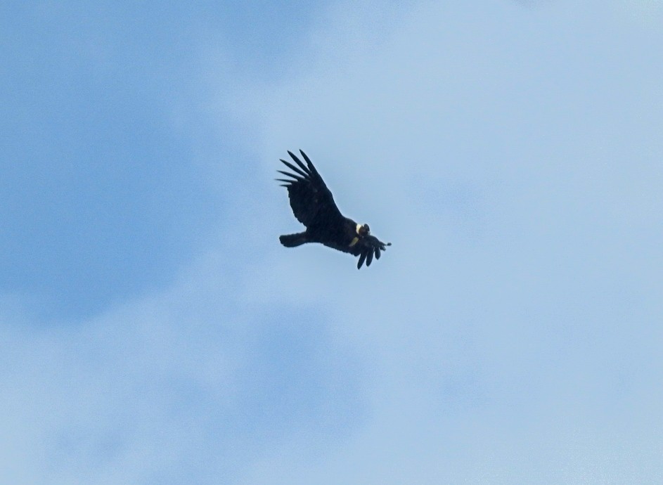 Condor des Andes - ML615432000