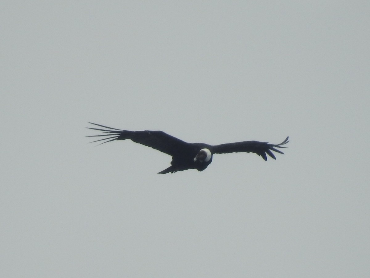 Condor des Andes - ML615432004