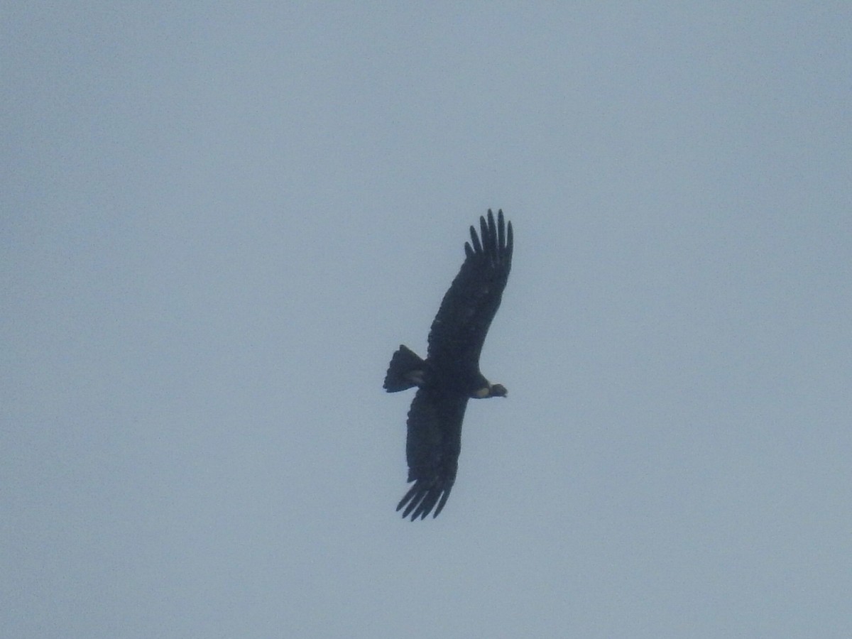 Andean Condor - ML615432005