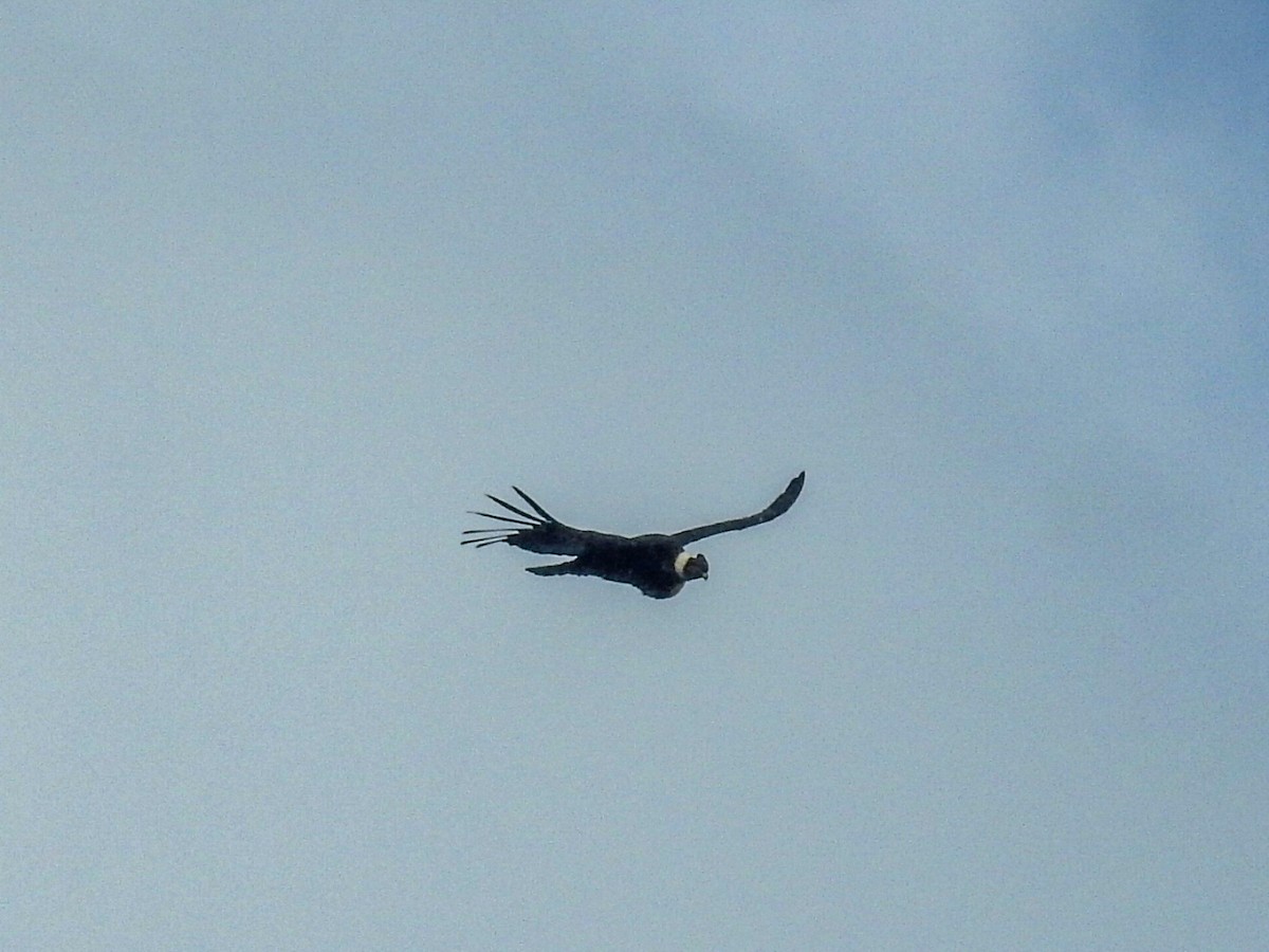Condor des Andes - ML615432006