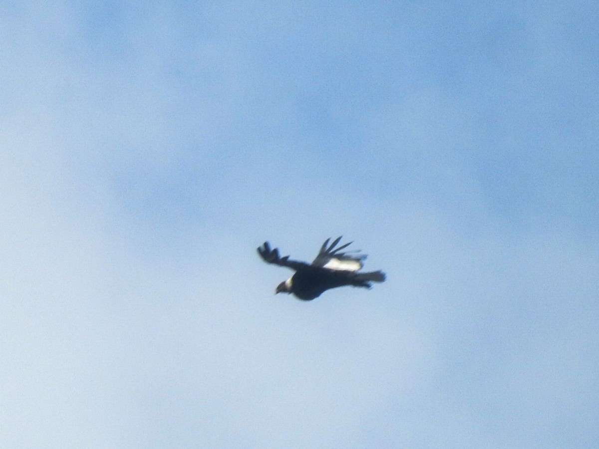 Condor des Andes - ML615432007