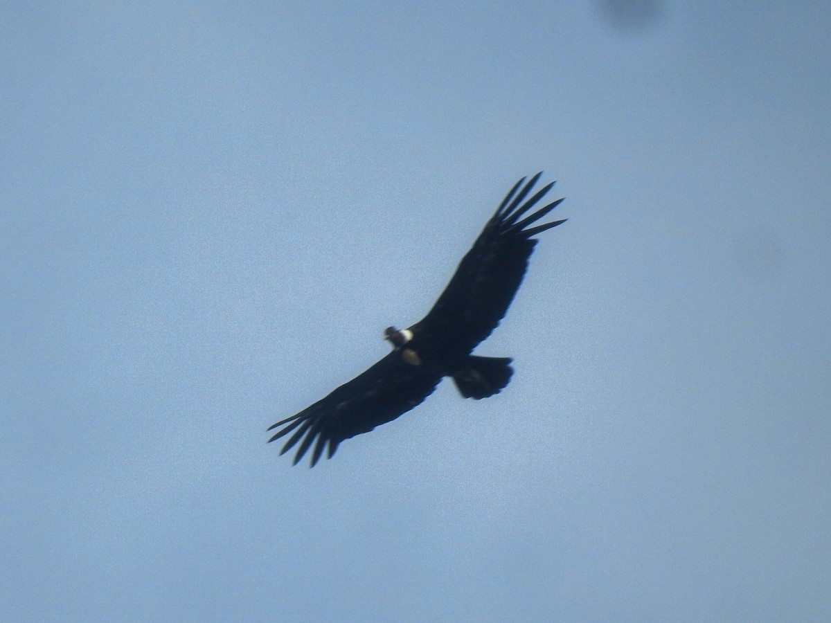 Condor des Andes - ML615432008