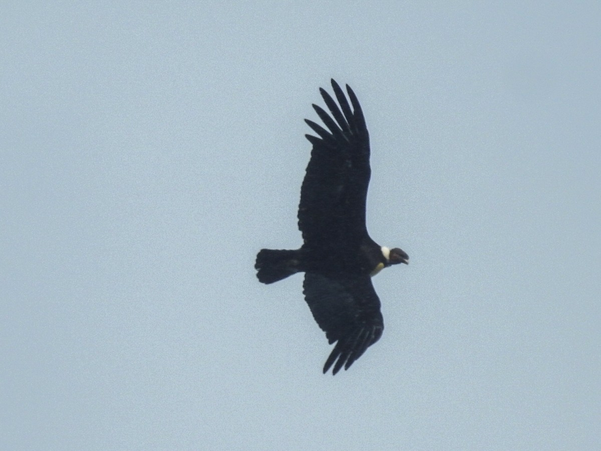 Condor des Andes - ML615432009