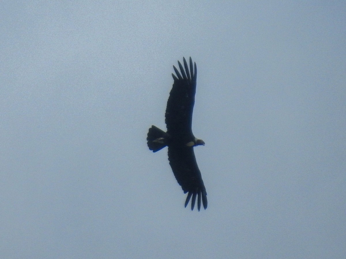 Condor des Andes - ML615432010
