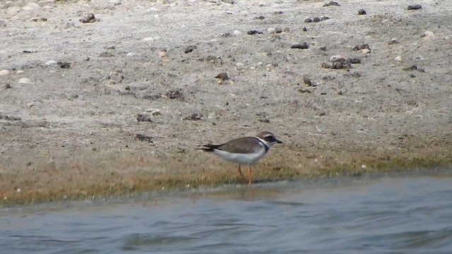Common Ringed Plover - ML615432105