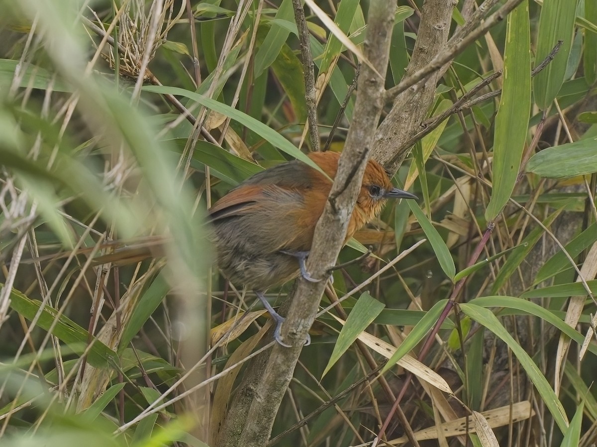 Rusty-headed Spinetail - ML615432119