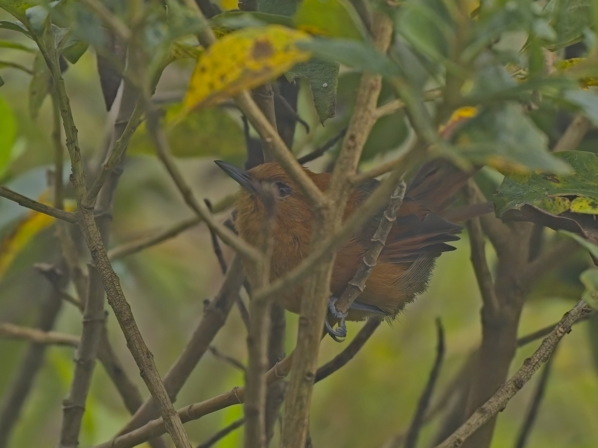 Rusty-headed Spinetail - ML615432120