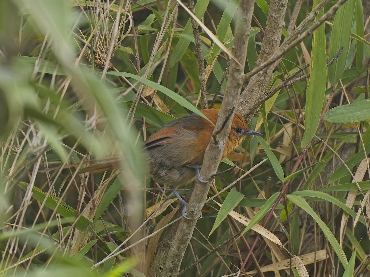 Rusty-headed Spinetail - ML615432121