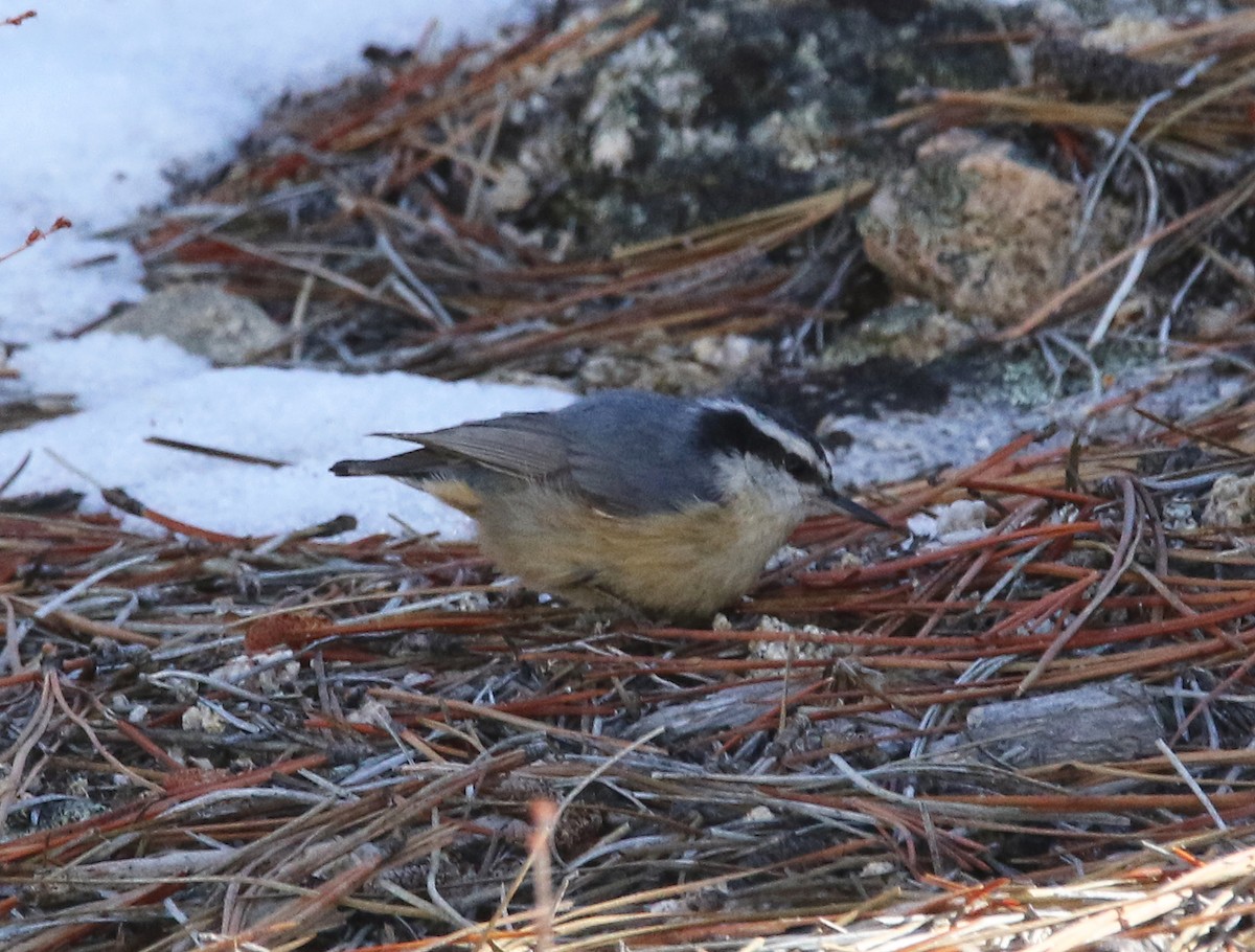 Red-breasted Nuthatch - ML615432223