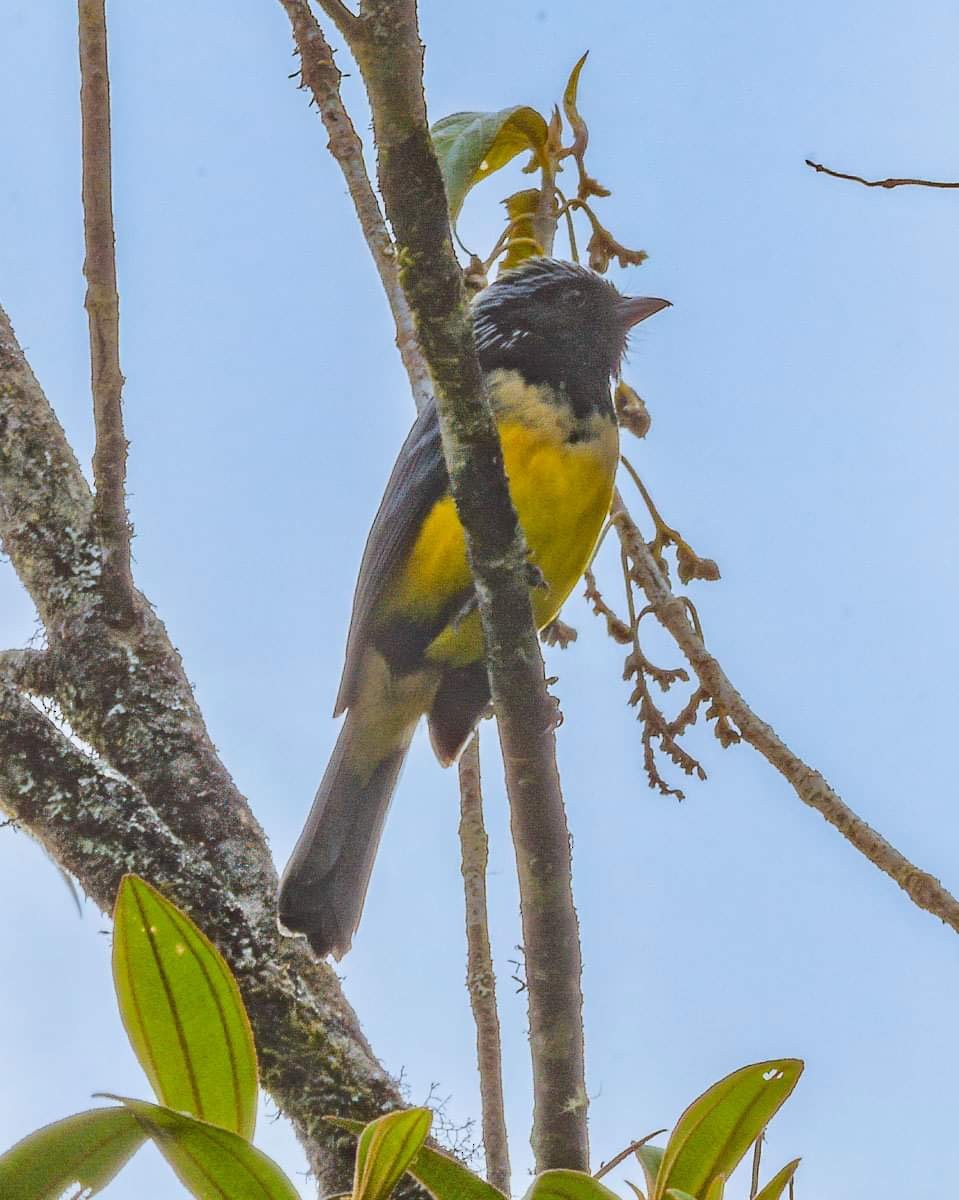 Buff-breasted Mountain Tanager (Buff-breasted) - ML615432324