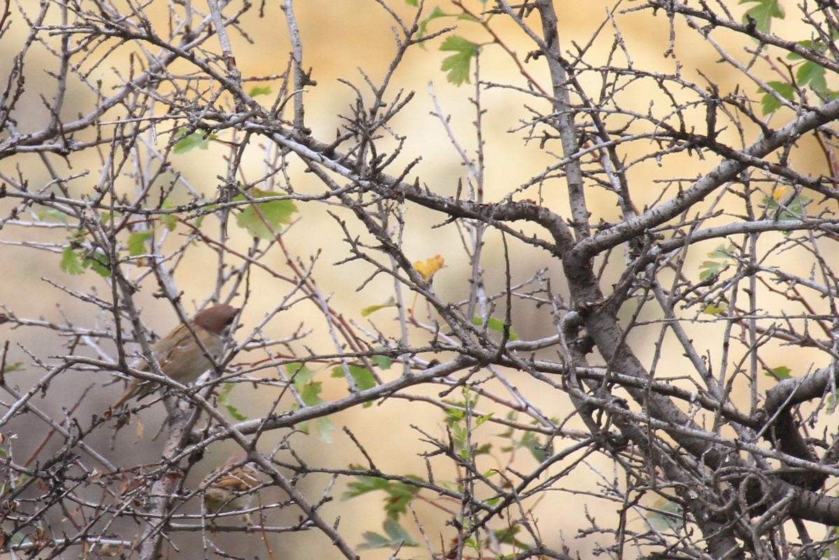 Eurasian Tree Sparrow - Kenji Hamasaki