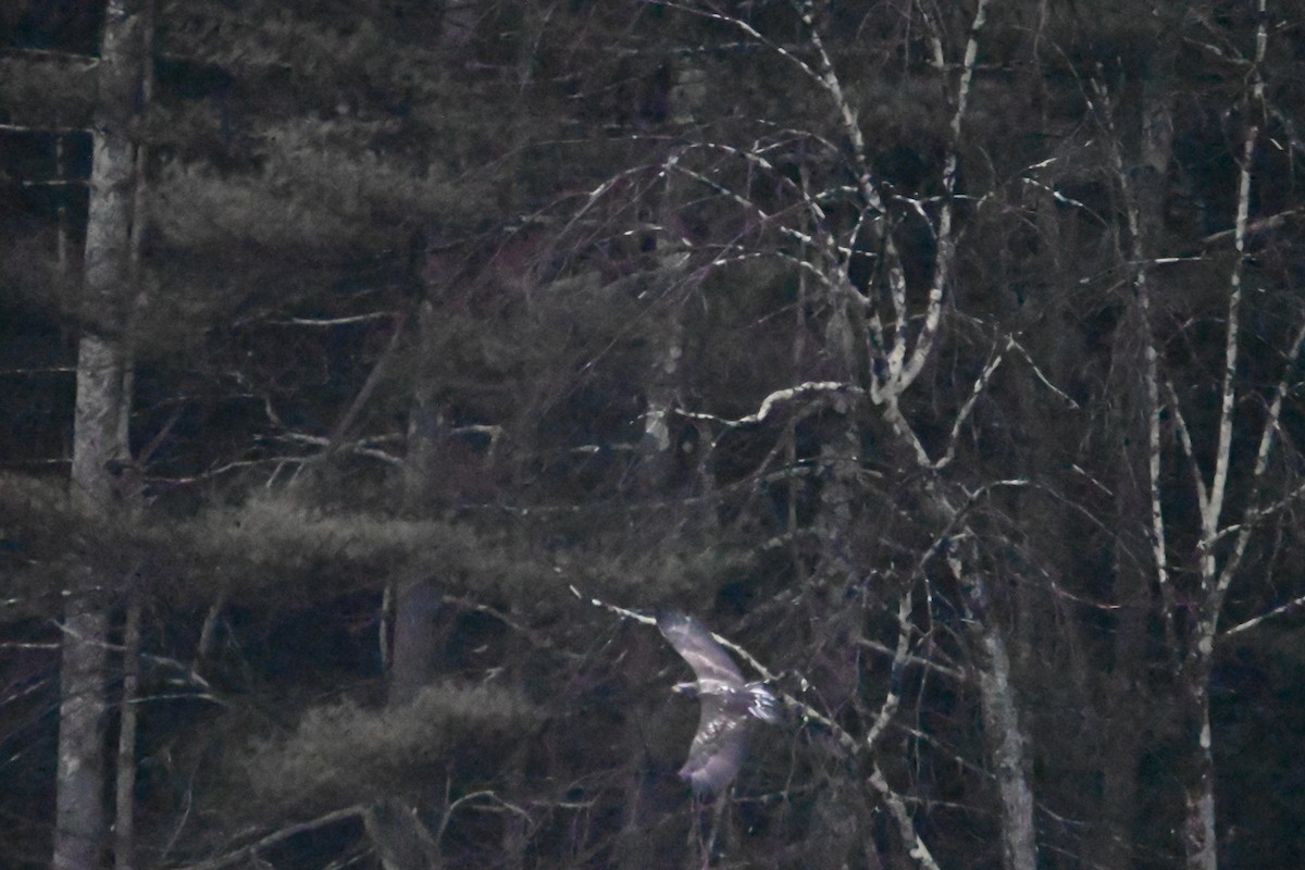 Белоголовый орлан - ML615432358
