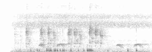 Дрімлюга плямистий - ML615432560