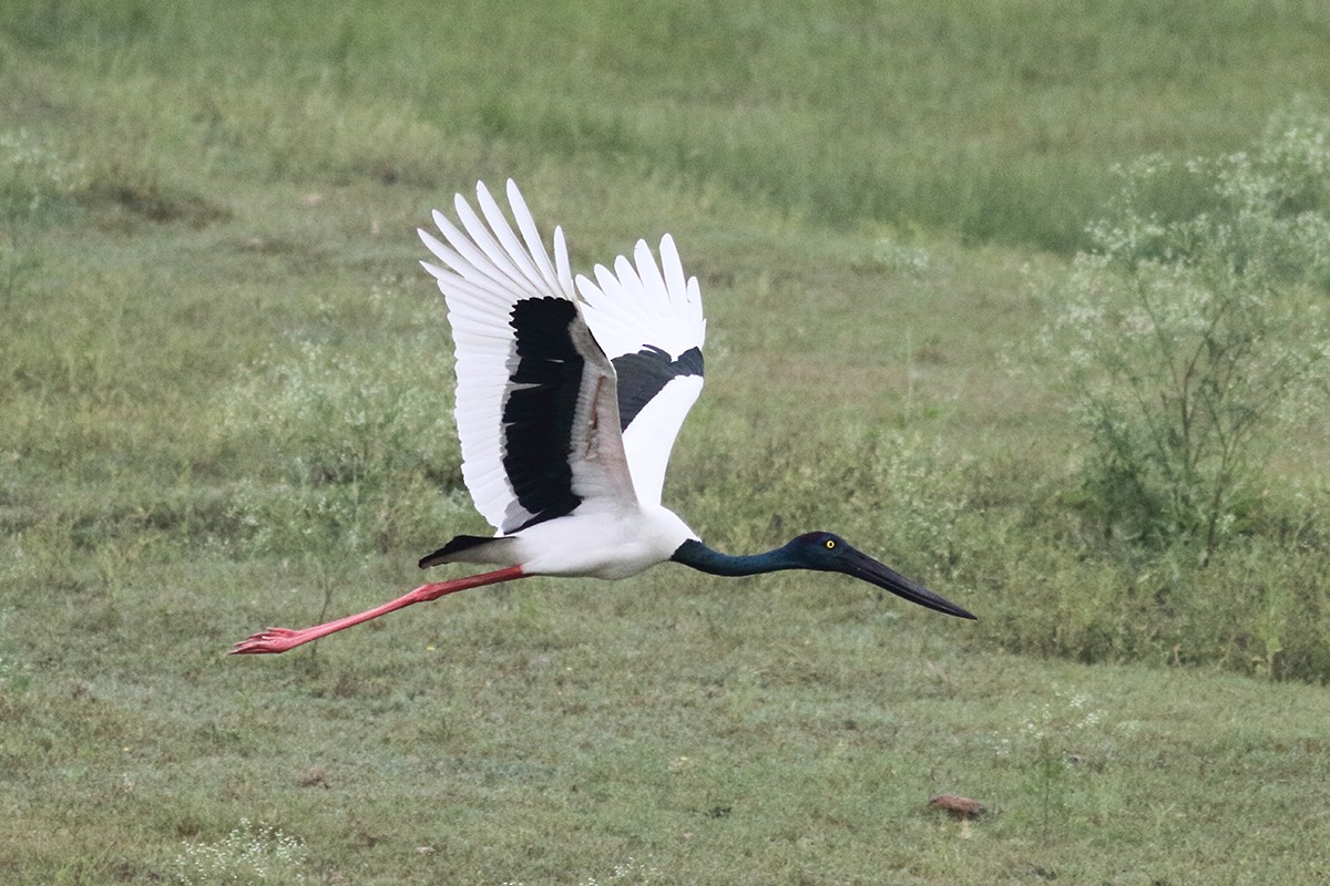 Black-necked Stork - ML615432567