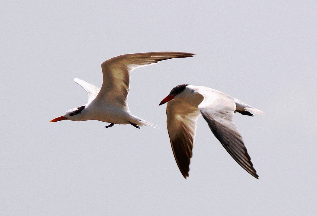 Royal Tern - Bill Maynard
