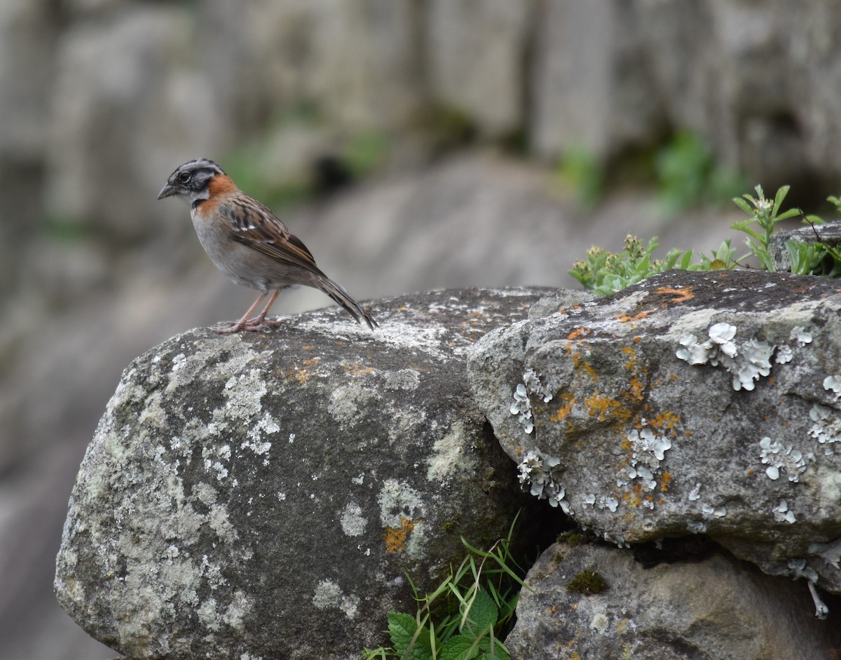 Rufous-collared Sparrow - ML615432859