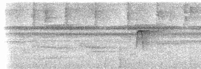 キゴシタイランチョウ（phoenicurus／aureiventris） - ML615432920