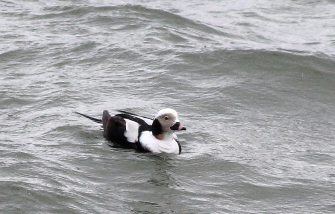 Long-tailed Duck - ML615433027
