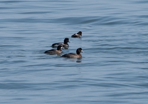 Greater Scaup - ML615433076
