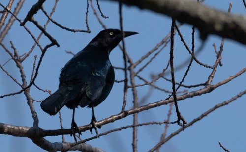 Boat-tailed Grackle - ML615433091