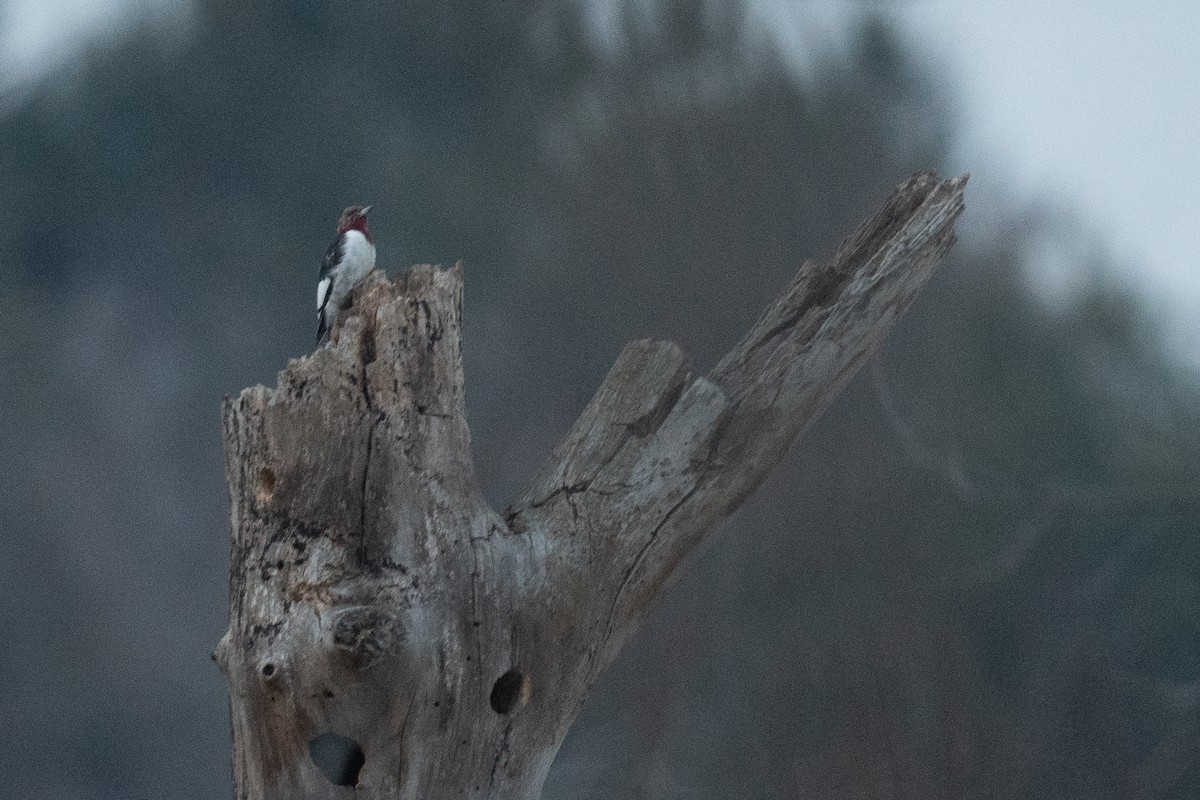 Red-headed Woodpecker - ML615433120