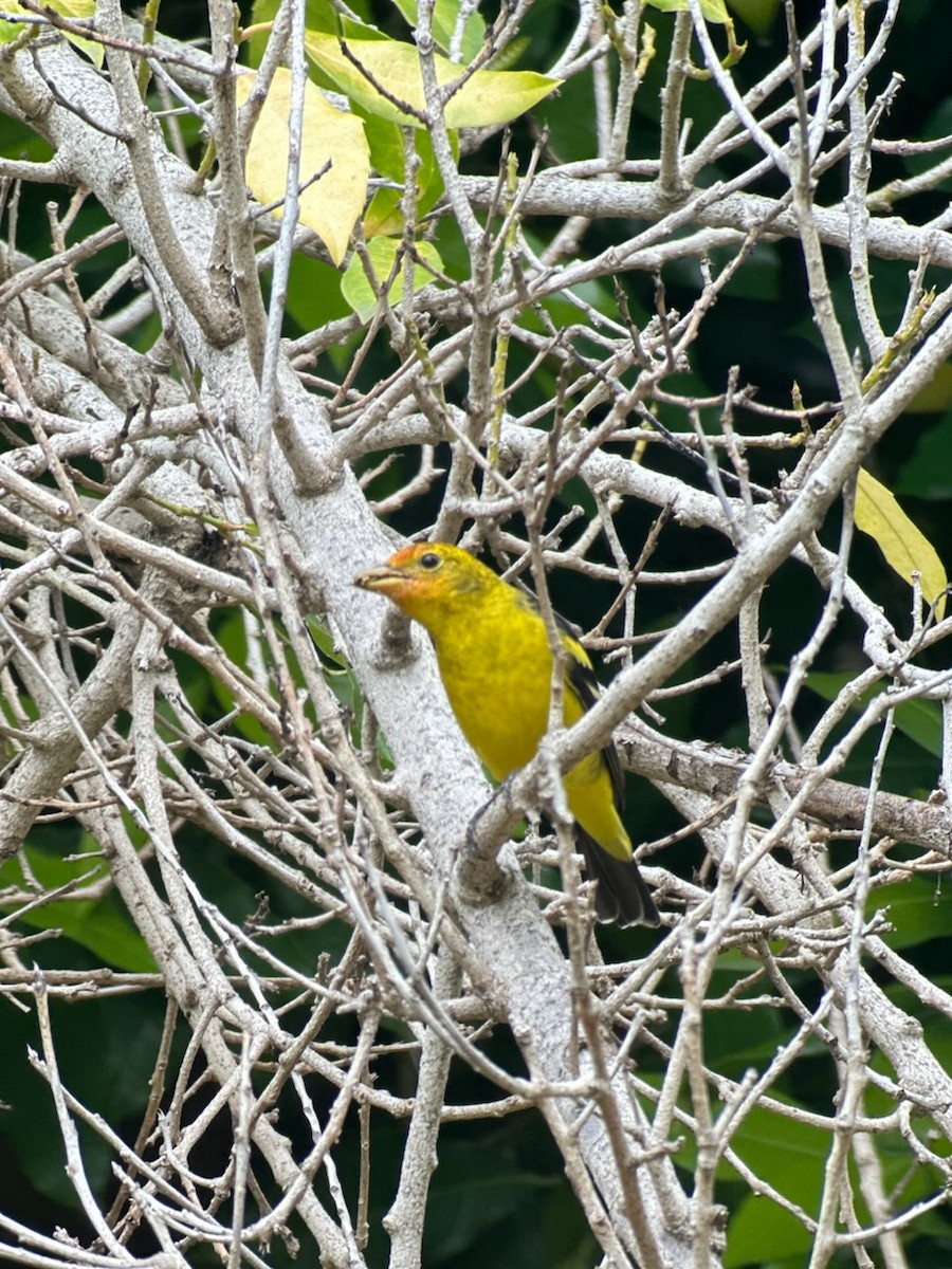 Western Tanager - ML615433131