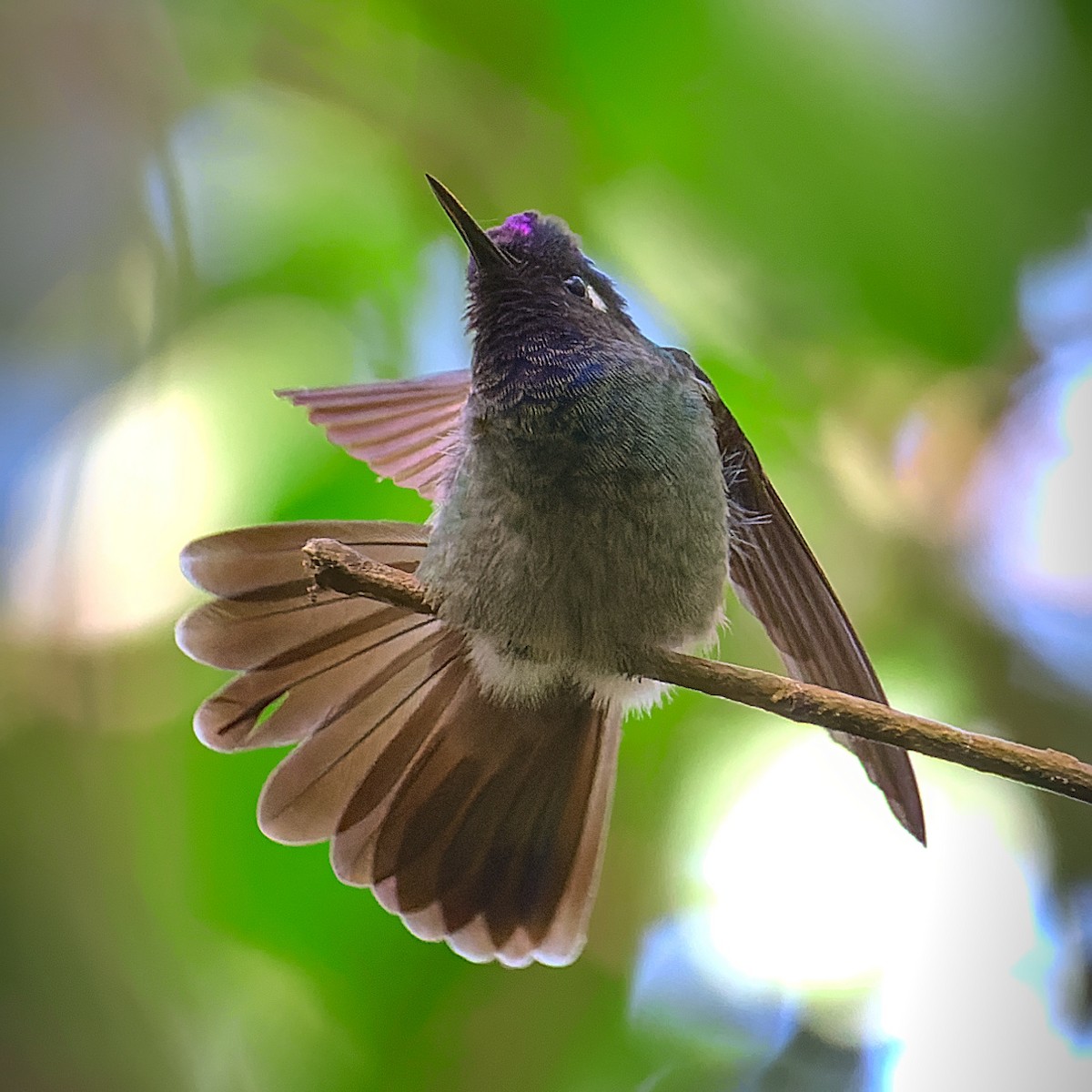 Violet-headed Hummingbird - Pedro Bernal