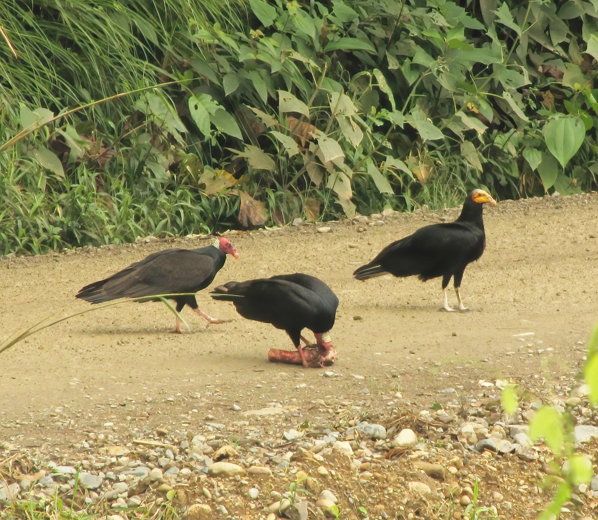 Greater Yellow-headed Vulture - ML615433339
