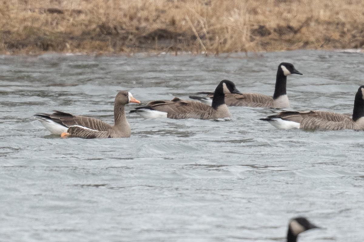 Greater White-fronted Goose - ML615433345