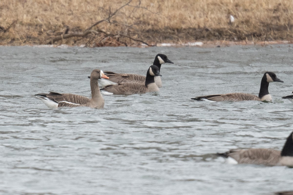 Greater White-fronted Goose - ML615433346