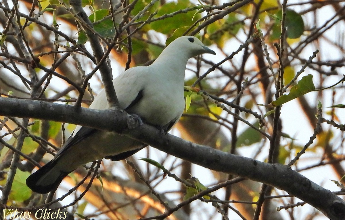 Pied Imperial-Pigeon - ML615433640