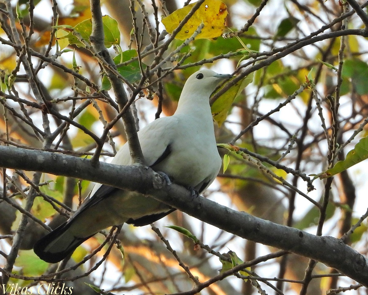 Pied Imperial-Pigeon - ML615433641