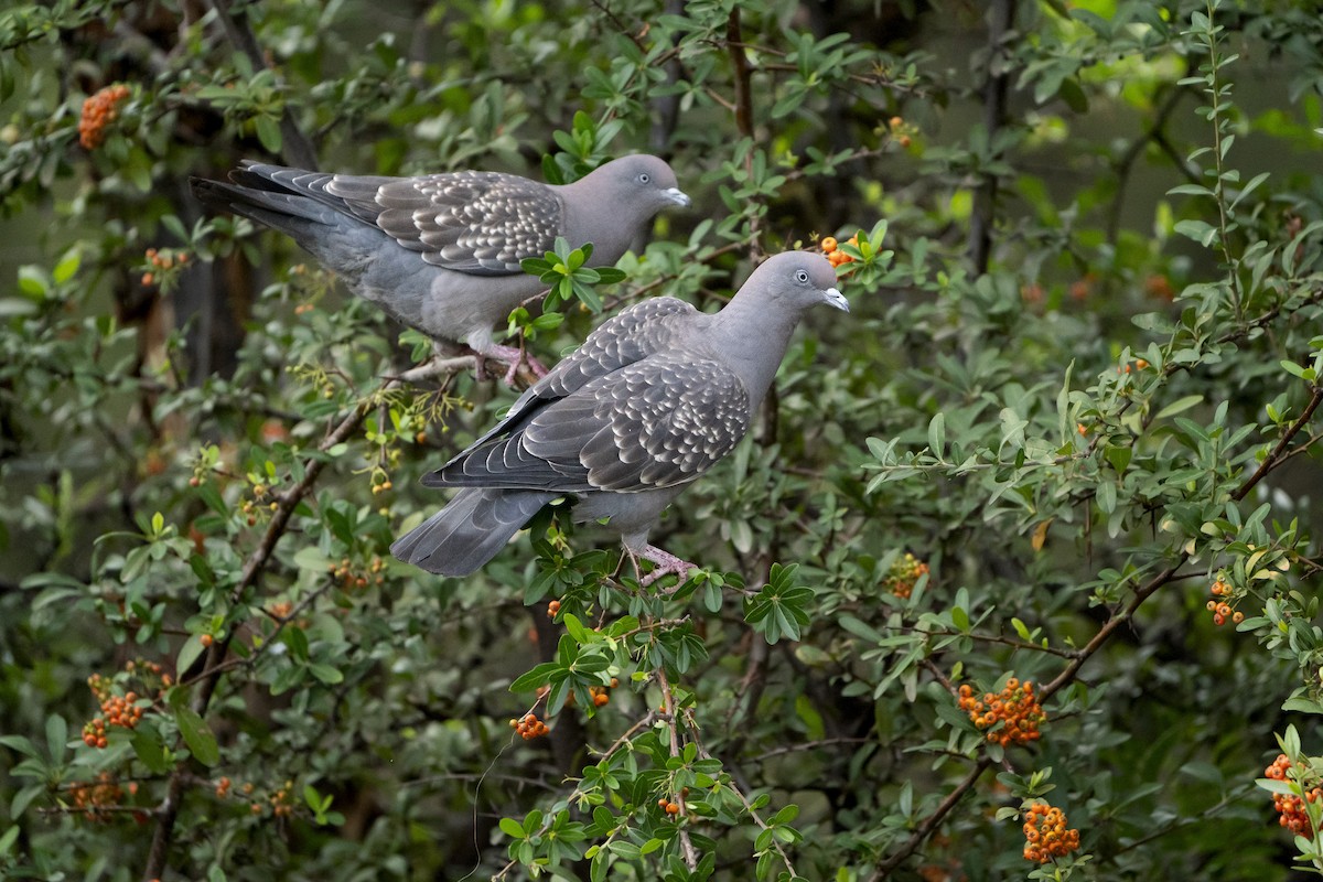 Spot-winged Pigeon - ML615433665