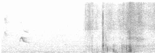 Élénie à cimier blanc (chilensis) - ML615433700