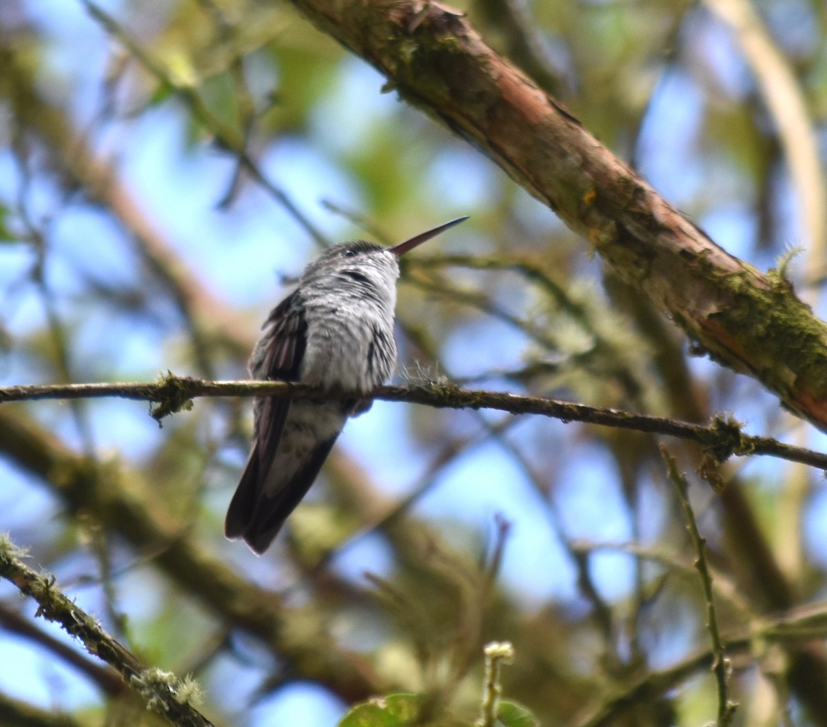Green-and-white Hummingbird - Bill Tweit