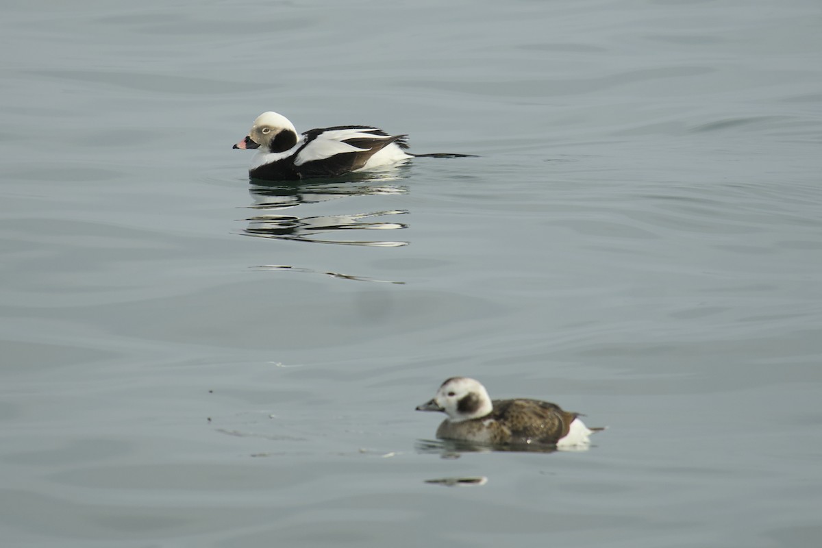 Long-tailed Duck - ML615433853